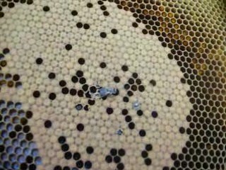 naissance d'une abeille