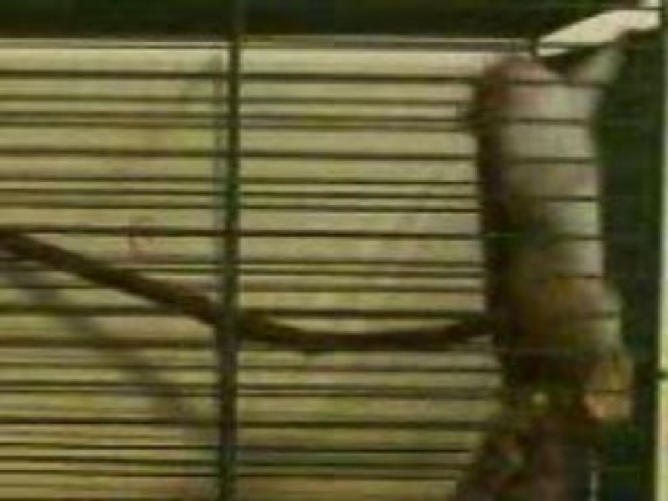 MOV00077