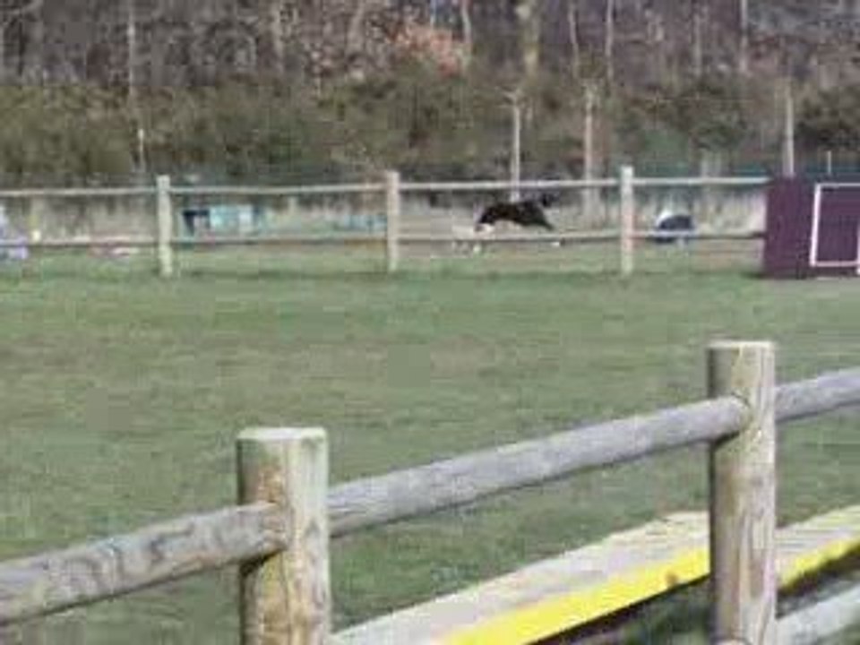 dove mini aussie et valéa dobermann