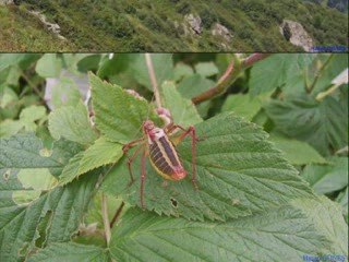 HAZİNDAK-KAÇKAR HORONU-MAHMUT TURAN -KAVRUN.TR.GG