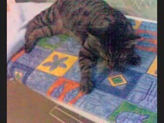 Le voyage d'un drôle de chat!!!