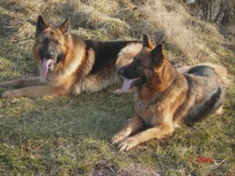 Les bergers allemands