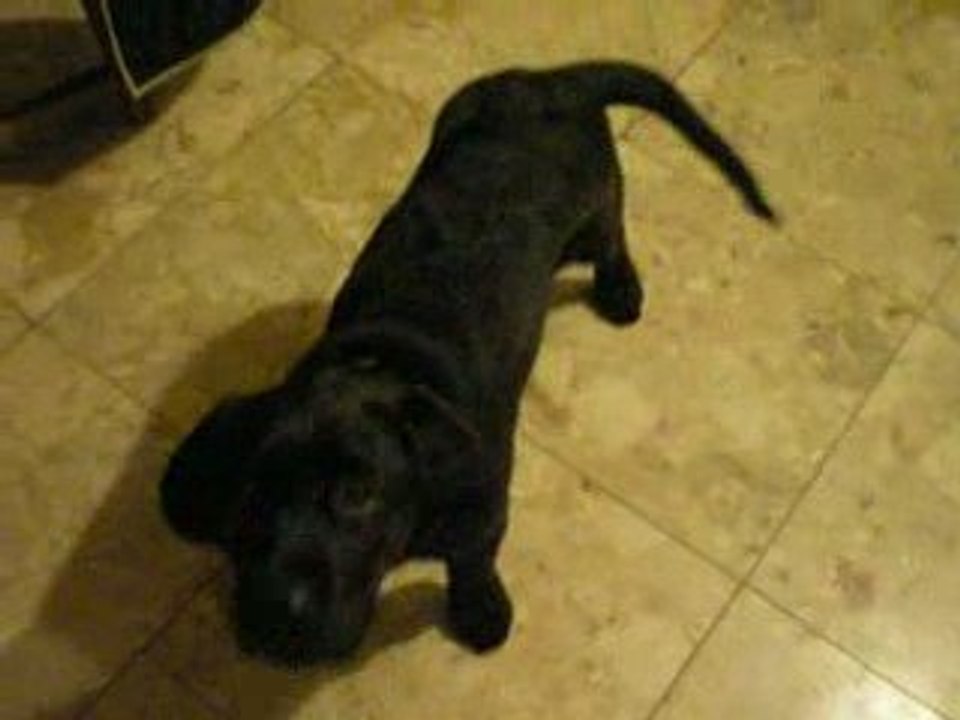 Darwin labradore moi (3 moi)