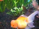 Mes poissons rouges japonais (grands) 17.03.09