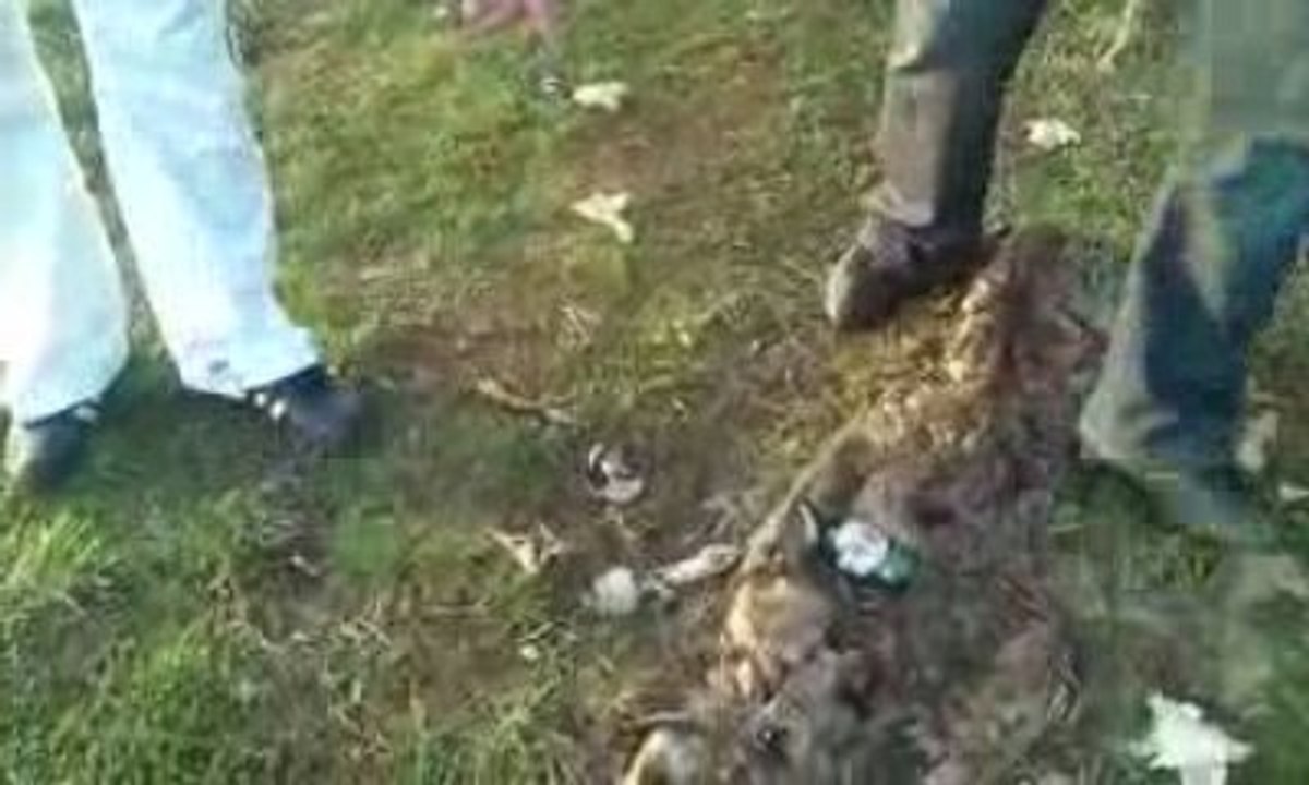 les expers de la foret : mlle nenbourg /scene louper