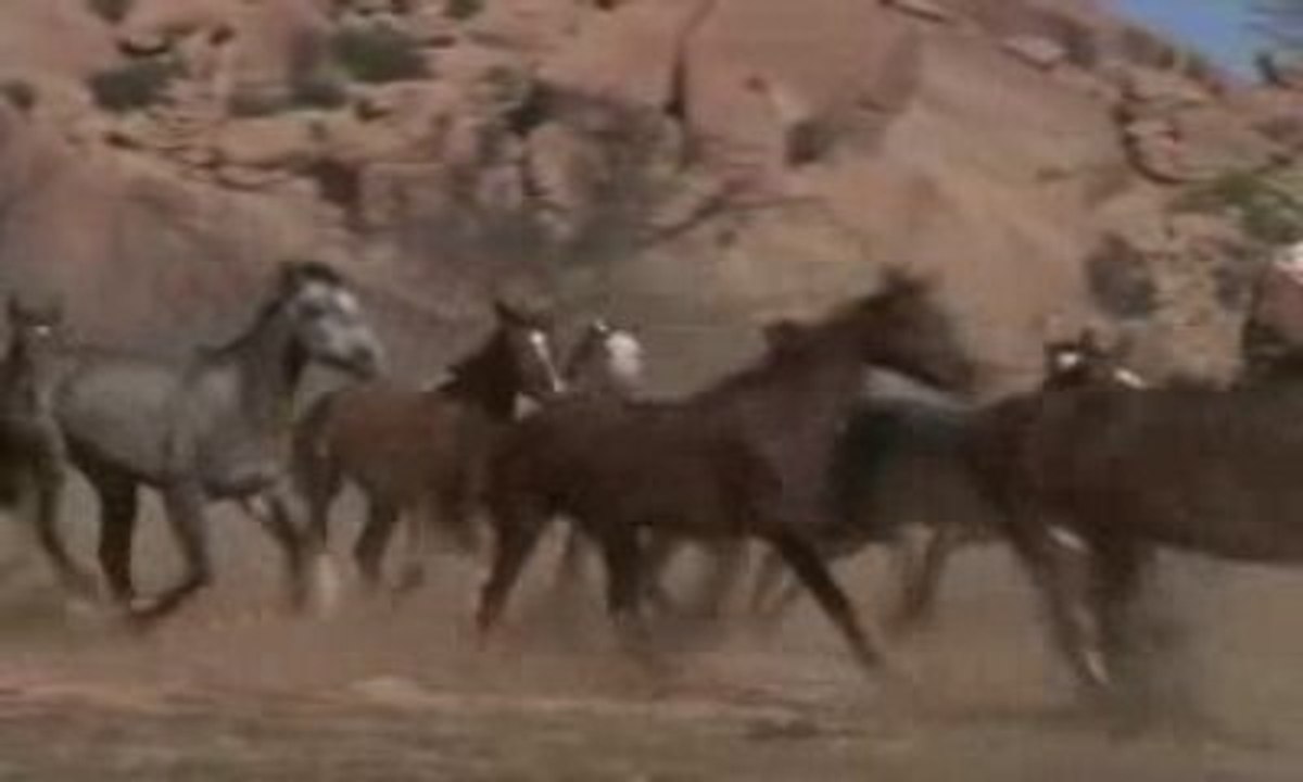 The Black Stallion Returns Le Retour De L'Etalon Noir