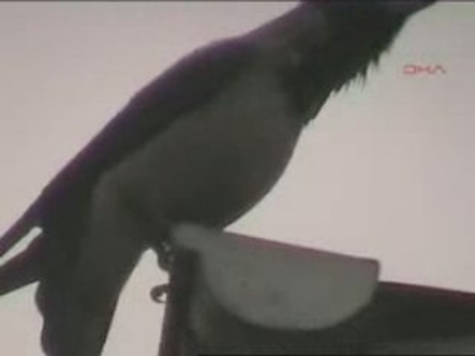 Un oiseau dit ALLAH
