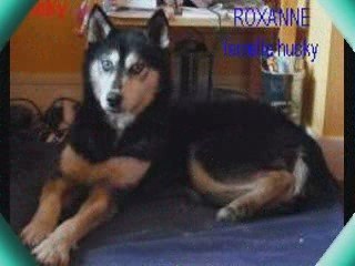 Parrainage chien beauvais