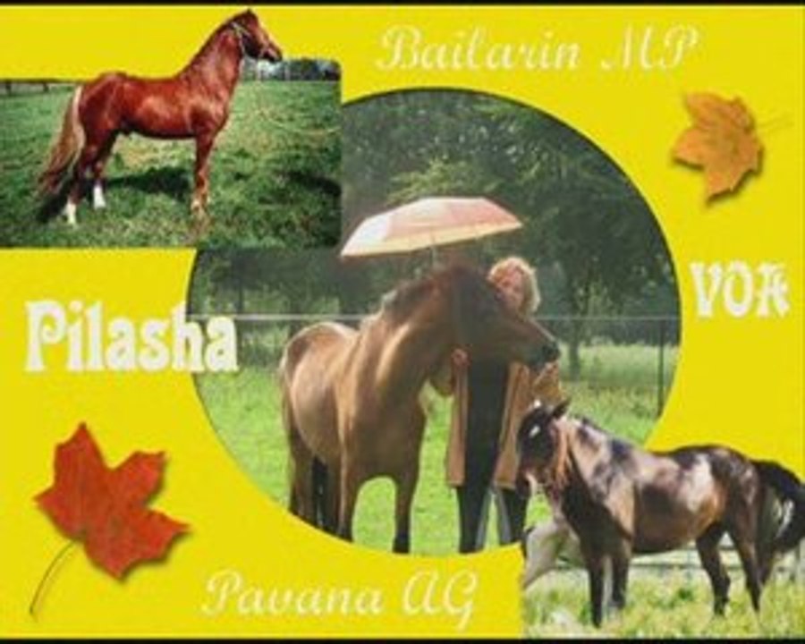 my 3 peruvian paso angels