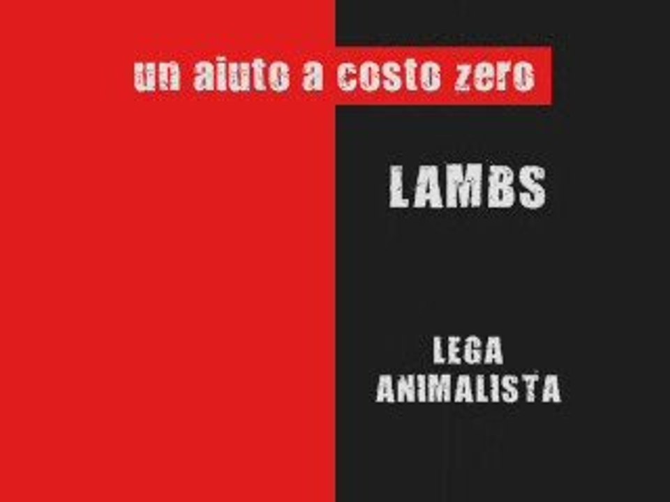5 x mille alla lambs