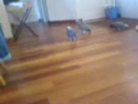 les bébés gris du gabon a deux mois