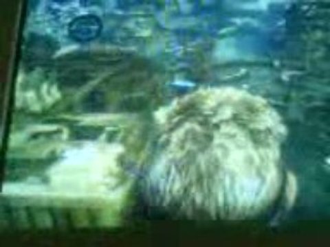 Gow 2 Bugs voler sur rivière