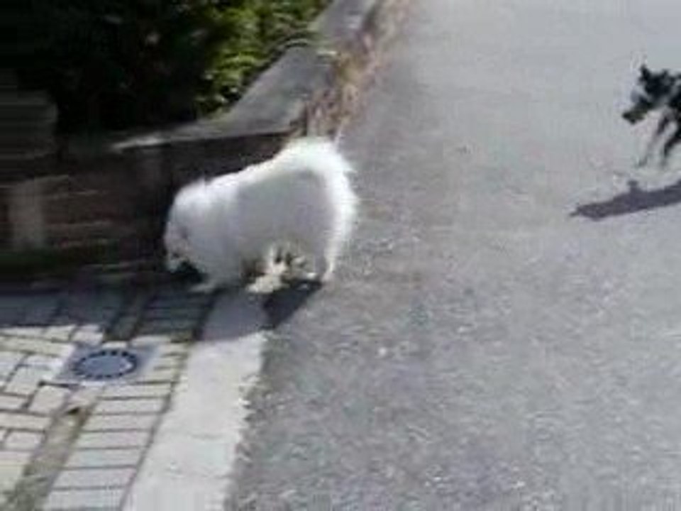 Koko et  Peace