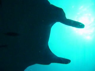 Plongée sur ARI Atoll aux Maldives