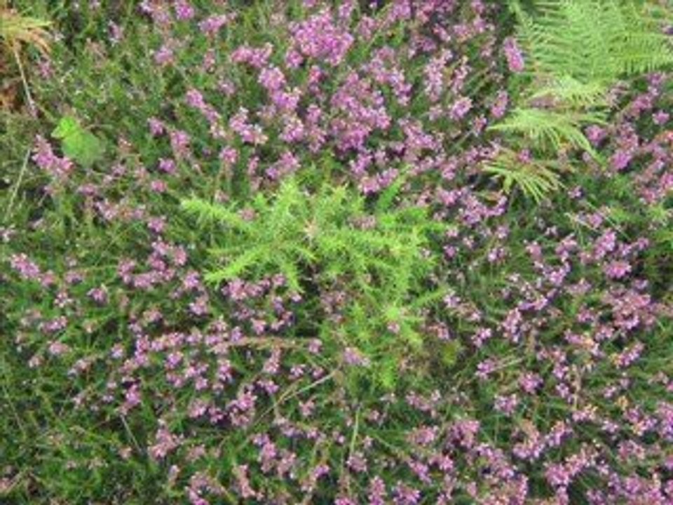 bretagne Nightwish last of the wilds