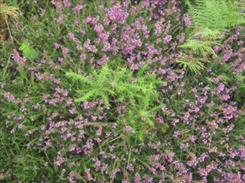 bretagne Nightwish last of the wilds