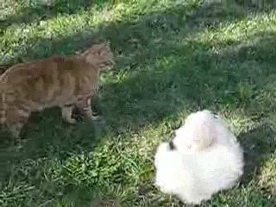 18 mars 2009 midori 106