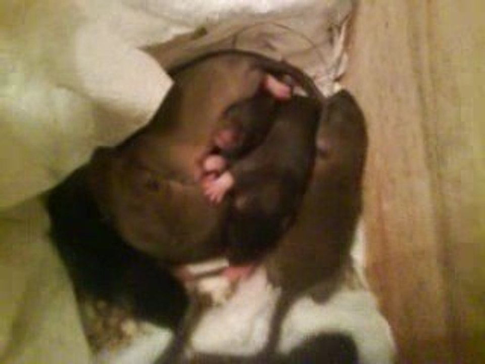 Mes ratons a 10 jours et coucou de la maman