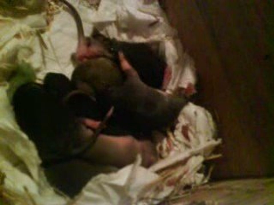 Mes ratons a 7 jours et coucou de la maman