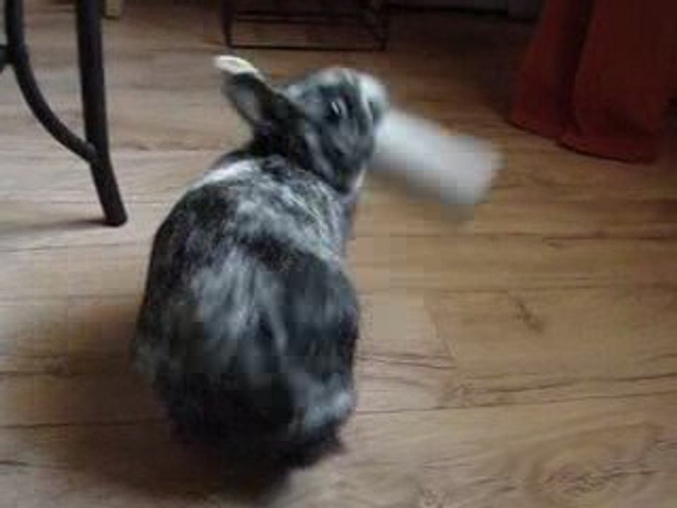 Titi