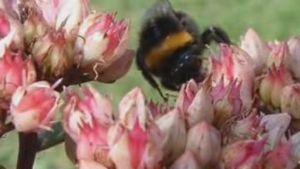 Here Comes The Bumble Bee