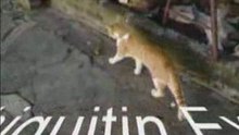 Los gatos Mas graciosos