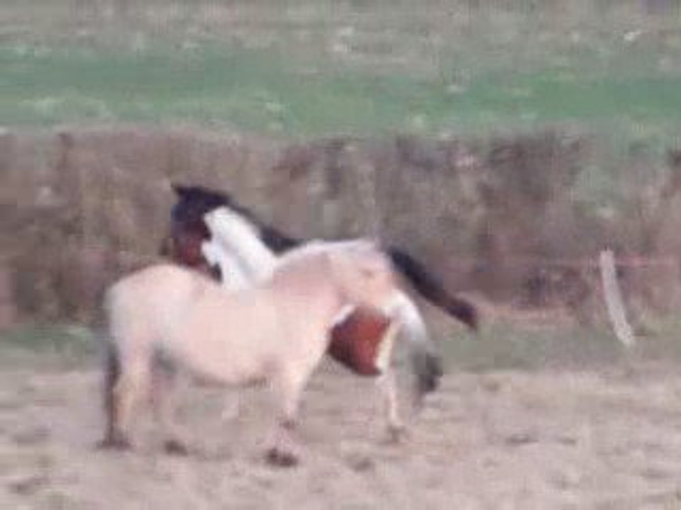 " Wind's Whisperer "