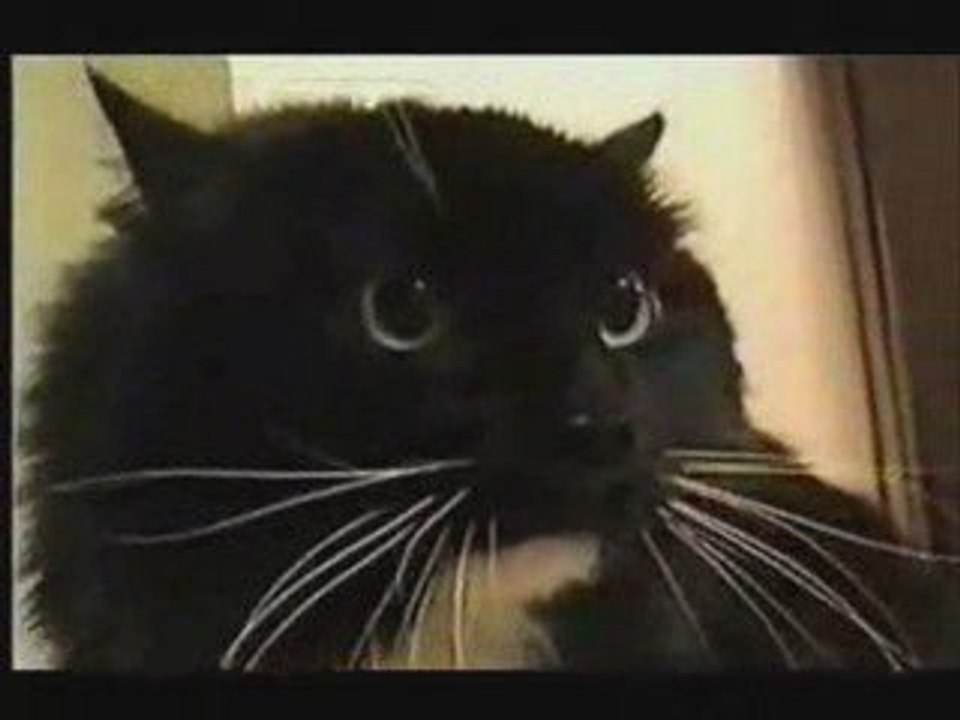 Talking cat