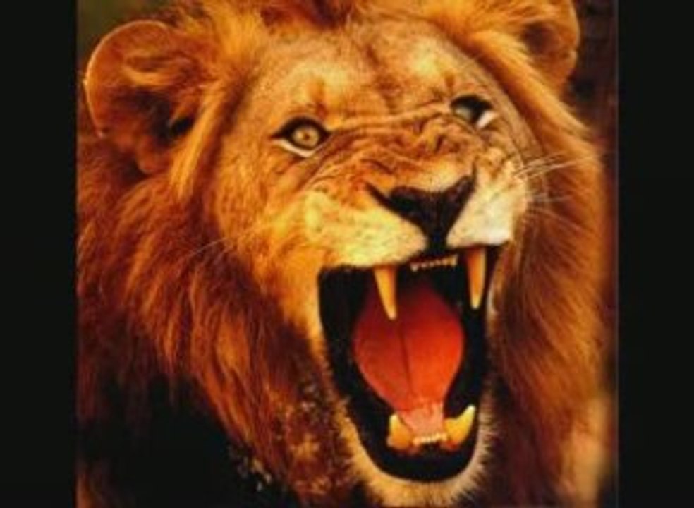 blady kris-the lion