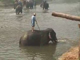 Spectacle elephants