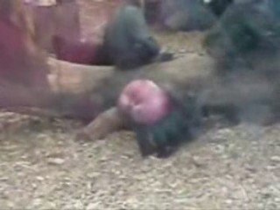 Amazing ! Red Big Butt Monkey.
