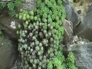 ALDEIAS DO XISTO