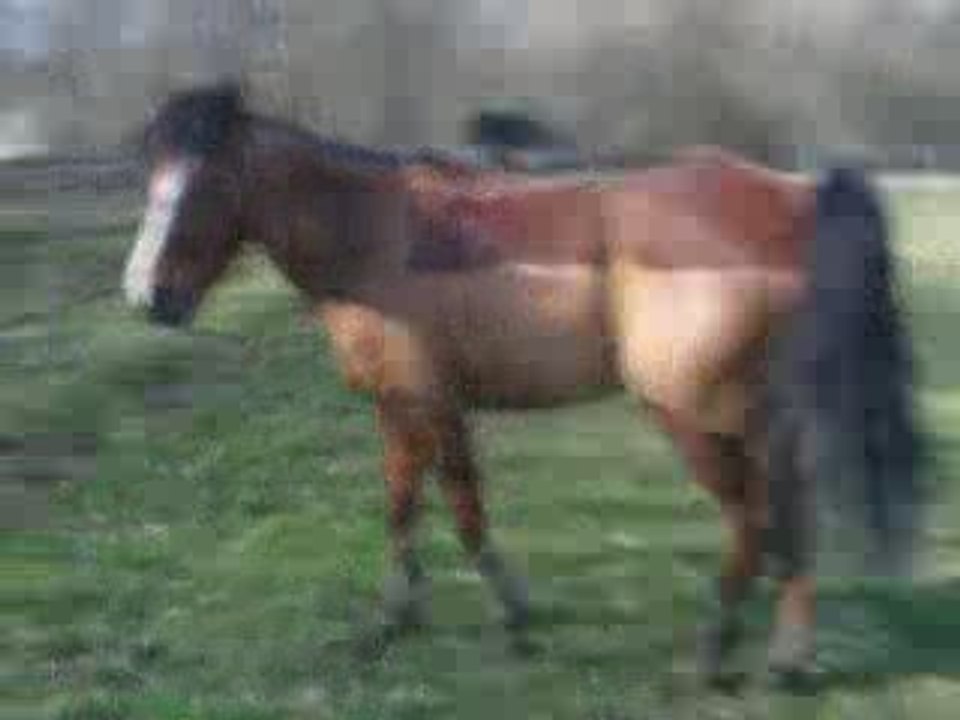 Mon Mascaret au pré