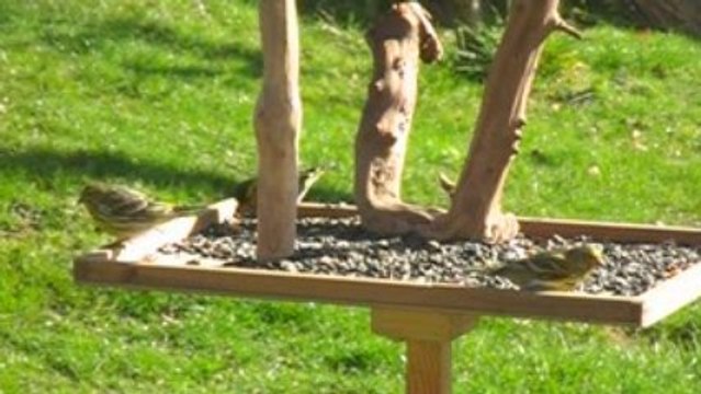 Oiseaux de mon jardin. Printemps 2009