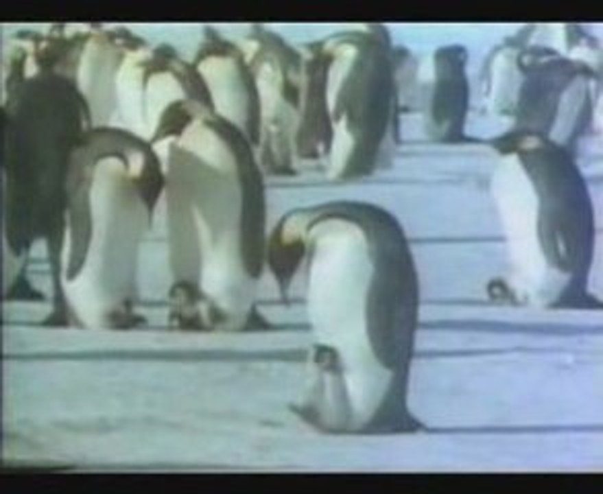 Penguen fedakarlıgı
