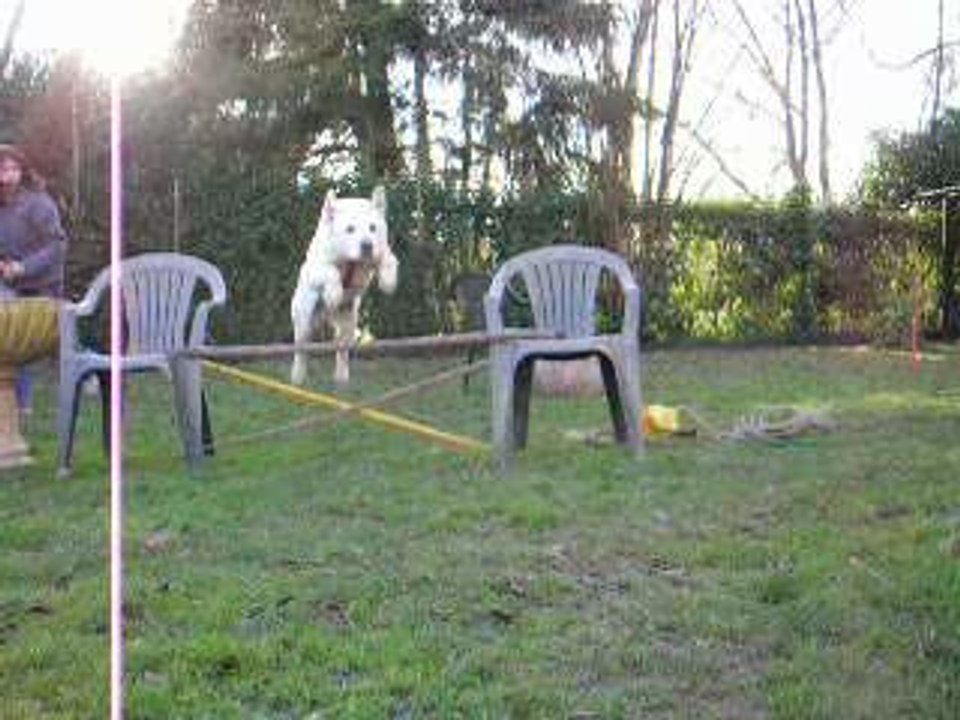 Mon chien en saut