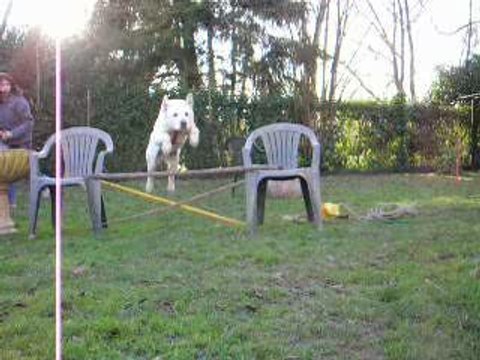 Mon chien en saut