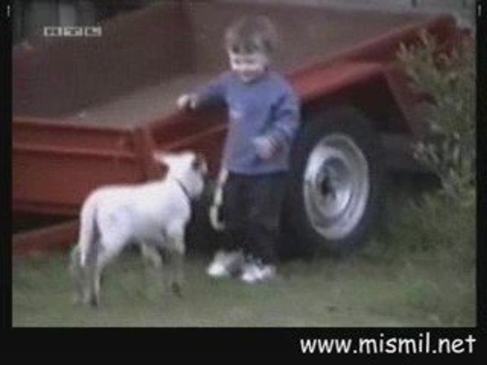 Yavru kuzu dalaşan çocuk