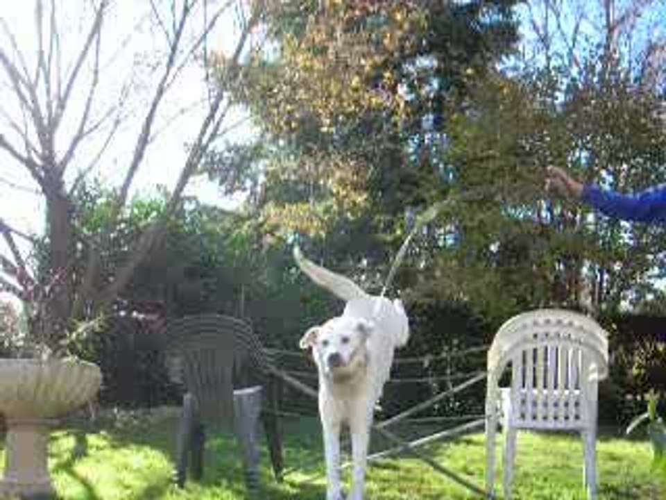 Mon chien saute 90cm