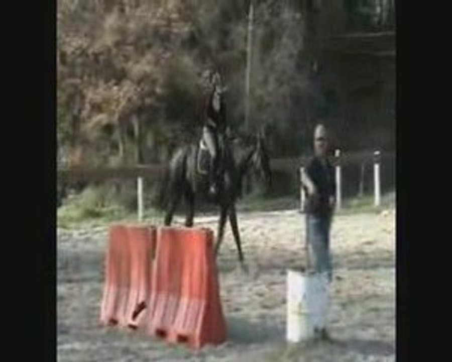 Saut carol