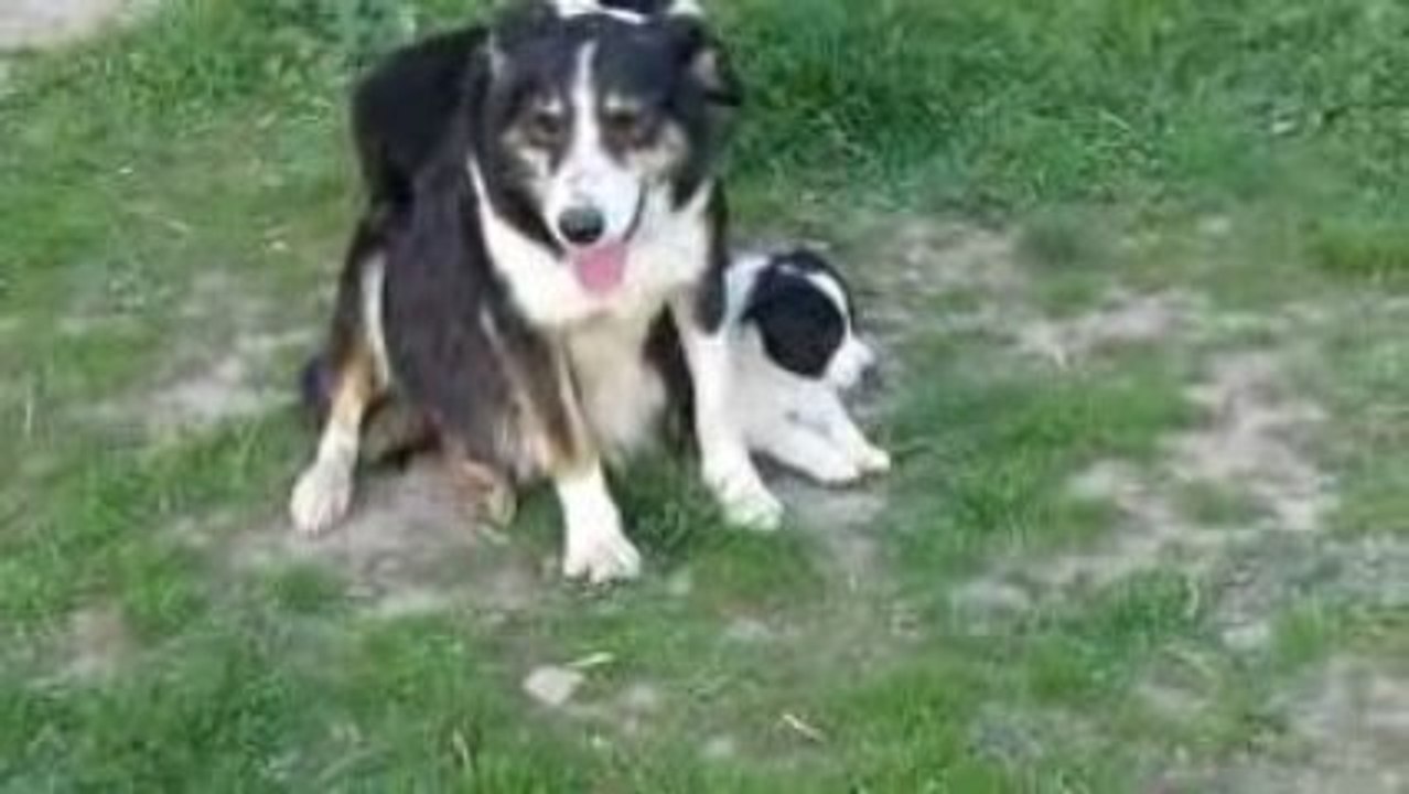 Astuce chiots 2009 729