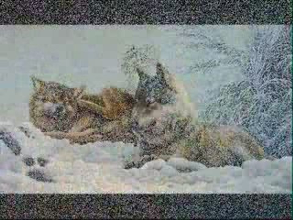 Le loup