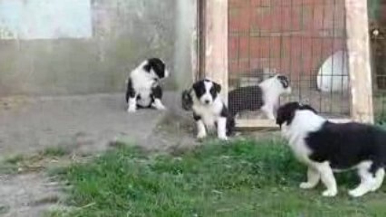 Astuce chiots 2009 730