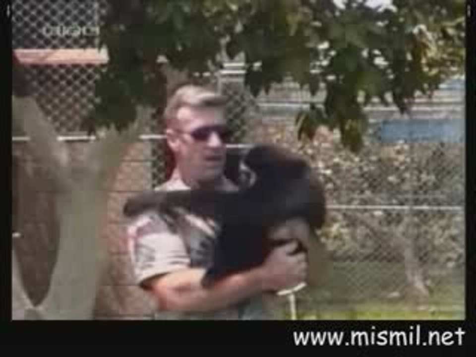 Kameraya poz verirken maymuna peruğunu kaptıran adam