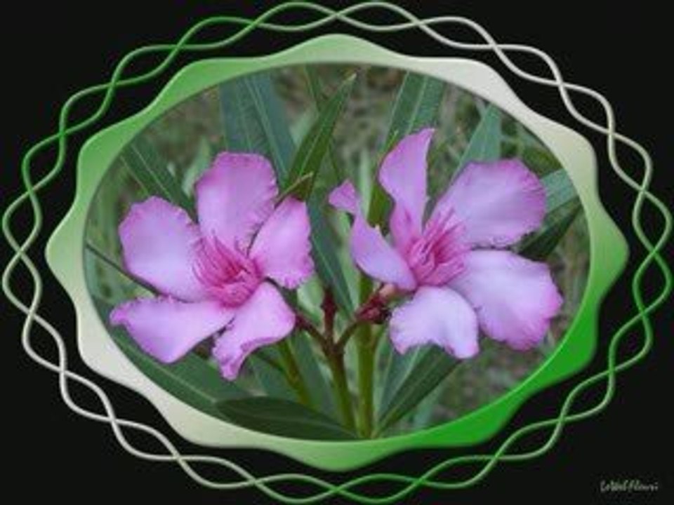 Un bouquet pour mes amis