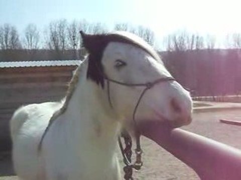 Snoopy et les gratouilles