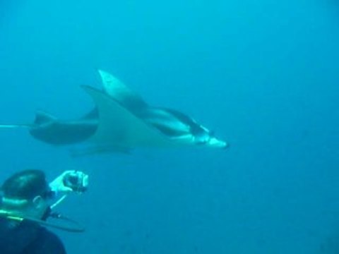 05 févr. 2009_Plongée sur ARI Atoll - La Raie Manta