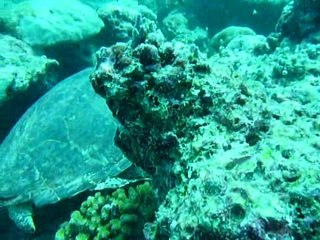 05 févr. 2009_Plongée sur ARI Atoll - La tortue