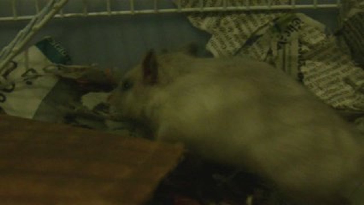 Remy indo dormir