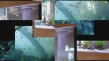 Fish Tank Aquariums